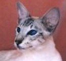4a.jpg (4825 bytes)