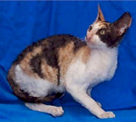 Rex kitten.jpg (23072 bytes)