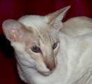 neuter12a.jpg (5319 bytes)