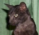 neuter5a.jpg (6466 bytes)