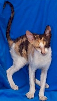 patch Cornish Rex kitten.jpg (16184 bytes)
