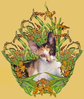 rex-flower.jpg (34614 bytes)
